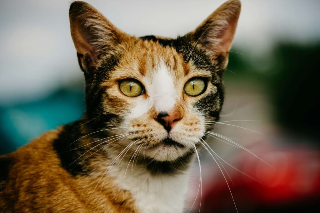 Female Calico Cat Personality: Best 7 Expert Tips!