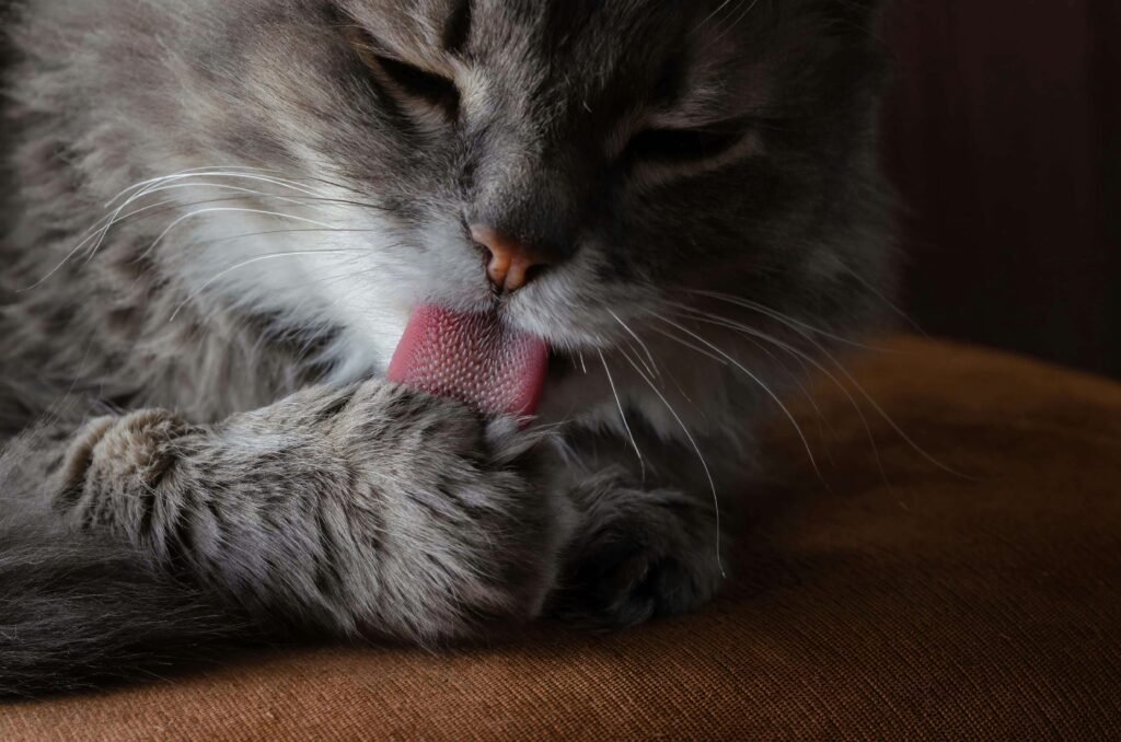 Cat Is Stung by a Bee in the Mouth: Best 7 Health Tips!