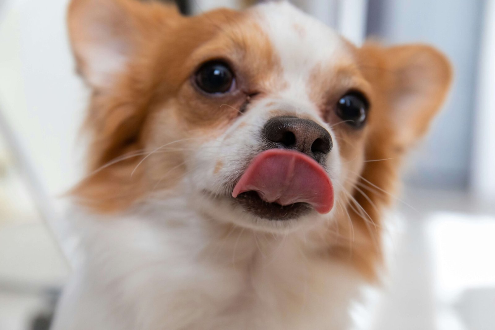 Why Do Dogs Lick Your Feet? Best 7 Expert Tips!