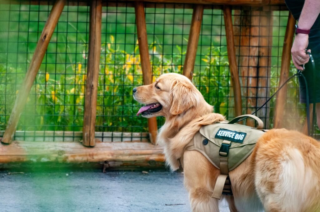 Service Dogs for Seizures: Best 7 Expert Tips!