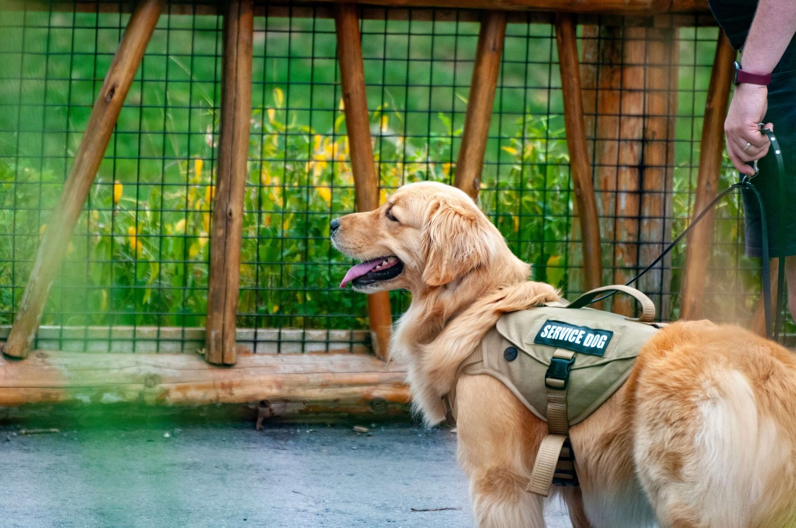 Service Dogs for Seizures: Best 7 Expert Tips!
