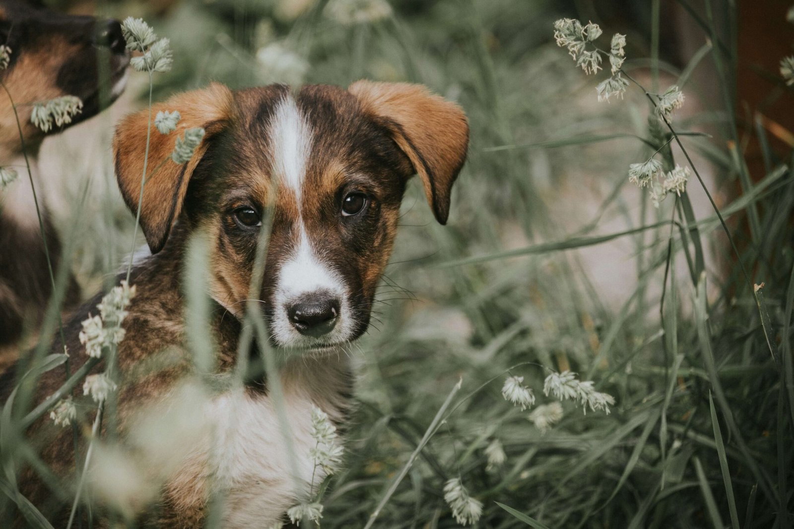 Do Dog Dental Chews Work? Best 7 Expert Tips!