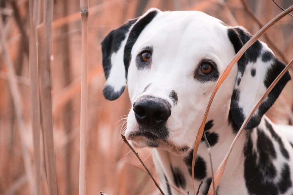 How to Make Dry Dog Food in Bulk: Best 7 Expert Tips!