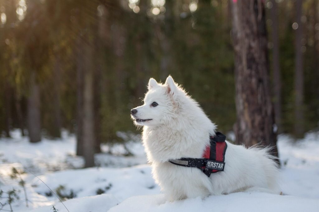 What to Do If Your Dog Ate Flour: Best 7 Expert Tips!