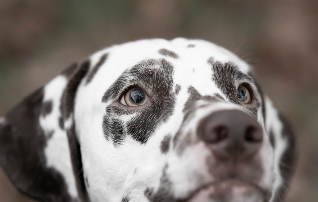 Understanding Cleft Palate in Dogs: Best 7 Health Tips!