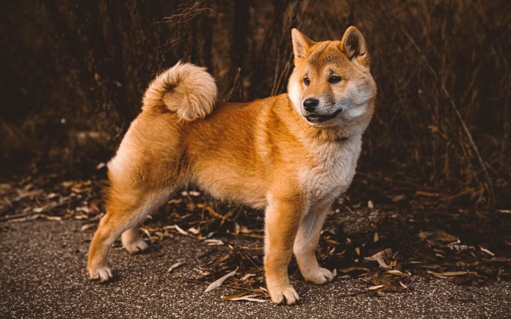 Understanding Dark Spots on a Dogs Belly: Best 7 Tips!