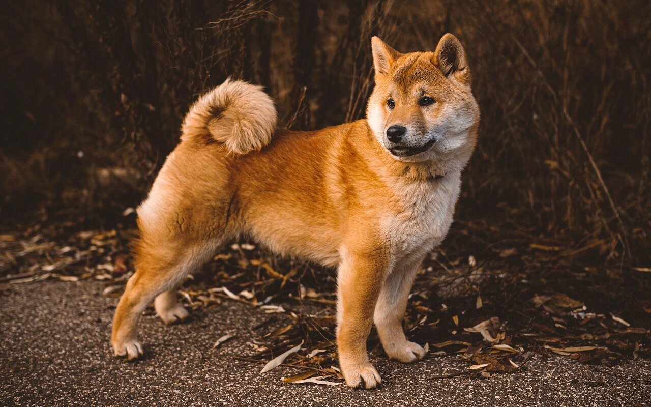 Understanding Dark Spots on a Dogs Belly: Best 7 Tips!