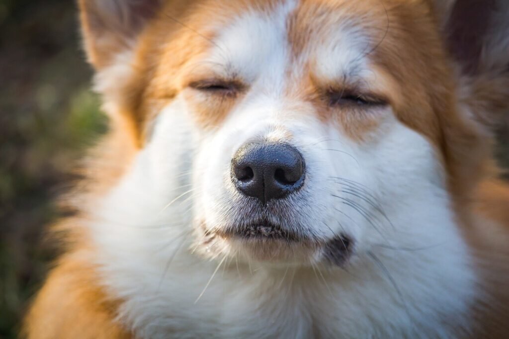 How Fast Do Ticks Grow on Dogs? Best 7 Health Tips!