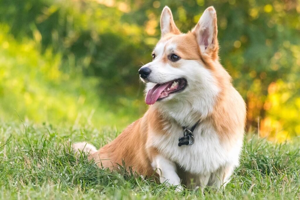 Why Is My Dog Having Diarrhea at Night? Best 7 Tips!