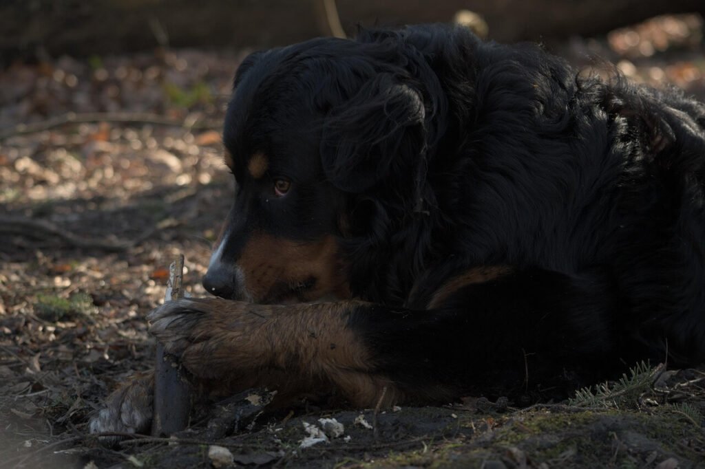 Boosting Dog Milk Production: Best 7 Expert Tips!