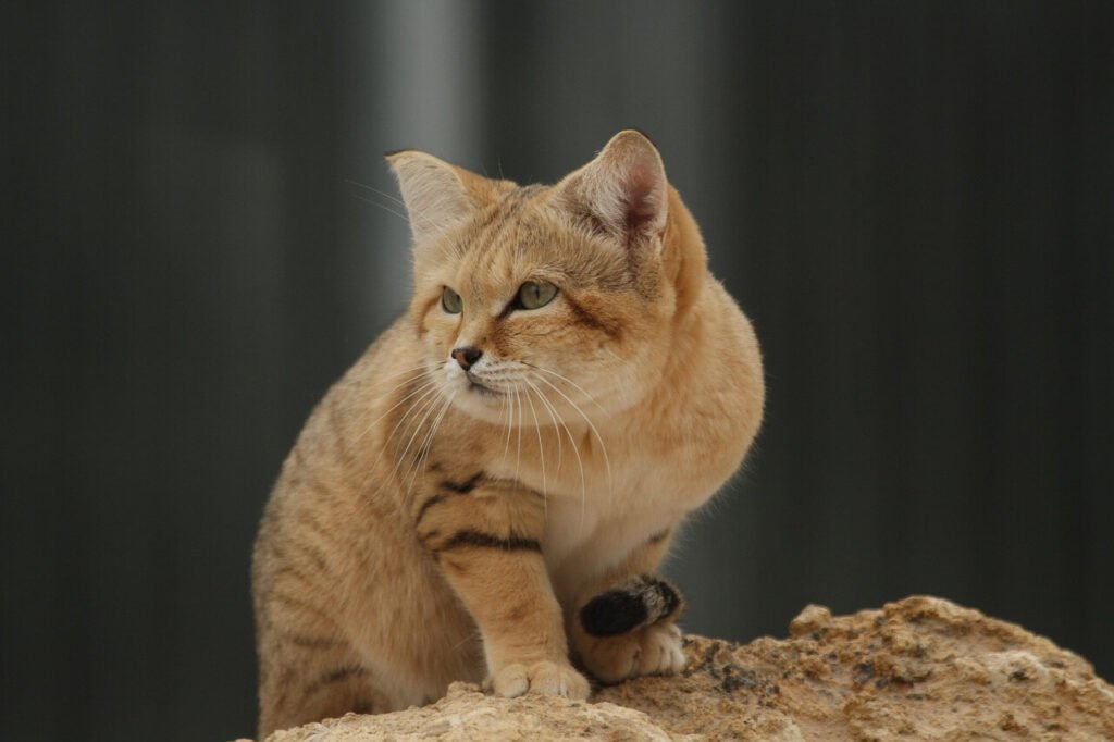 Cat Eye Drops for Conjunctivitis: Best 7 Expert Tips!
