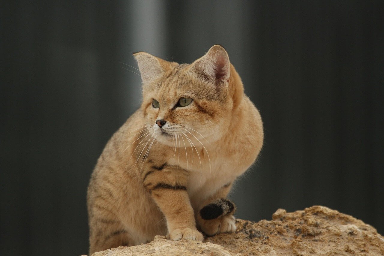 Cat Eye Drops for Conjunctivitis: Best 7 Expert Tips!
