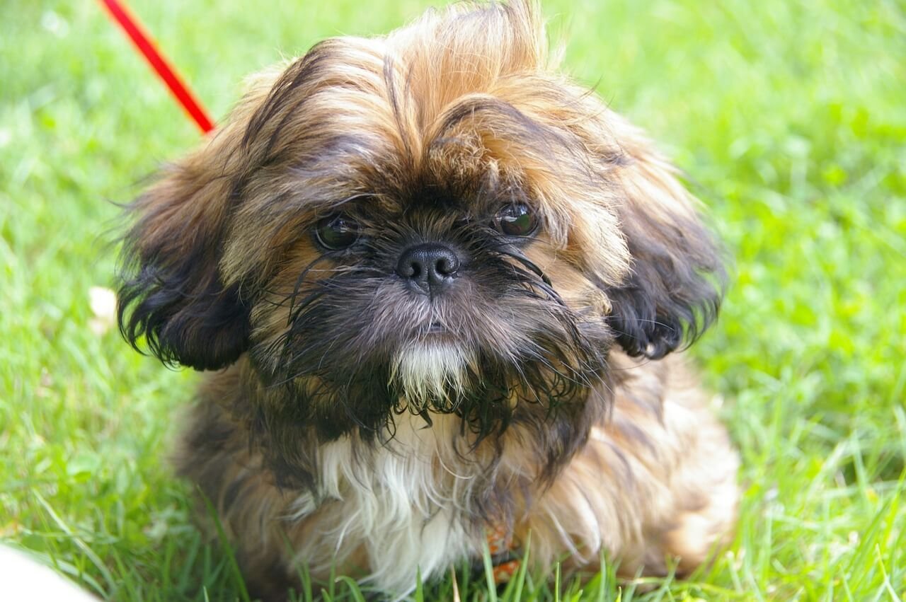 Understanding Melanoma in Dogs: Best 7 Health Tips!