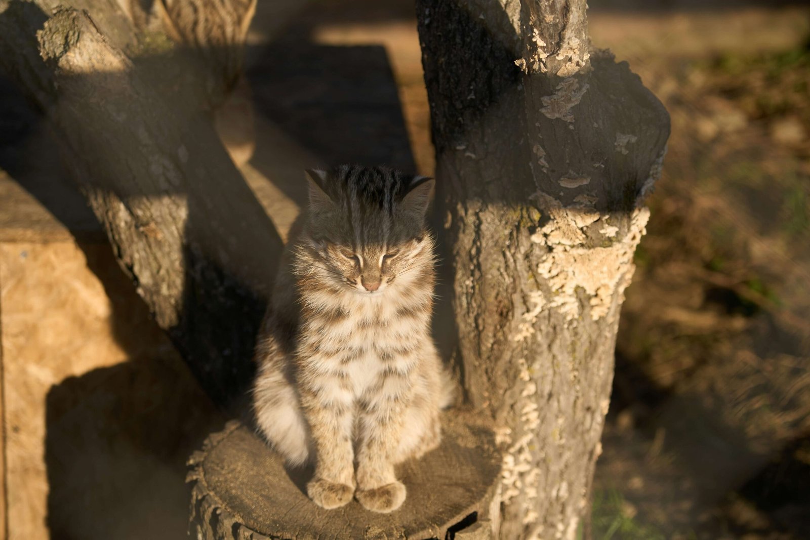 Why Is My Cat Always in Heat? Best 7 Expert Tips!