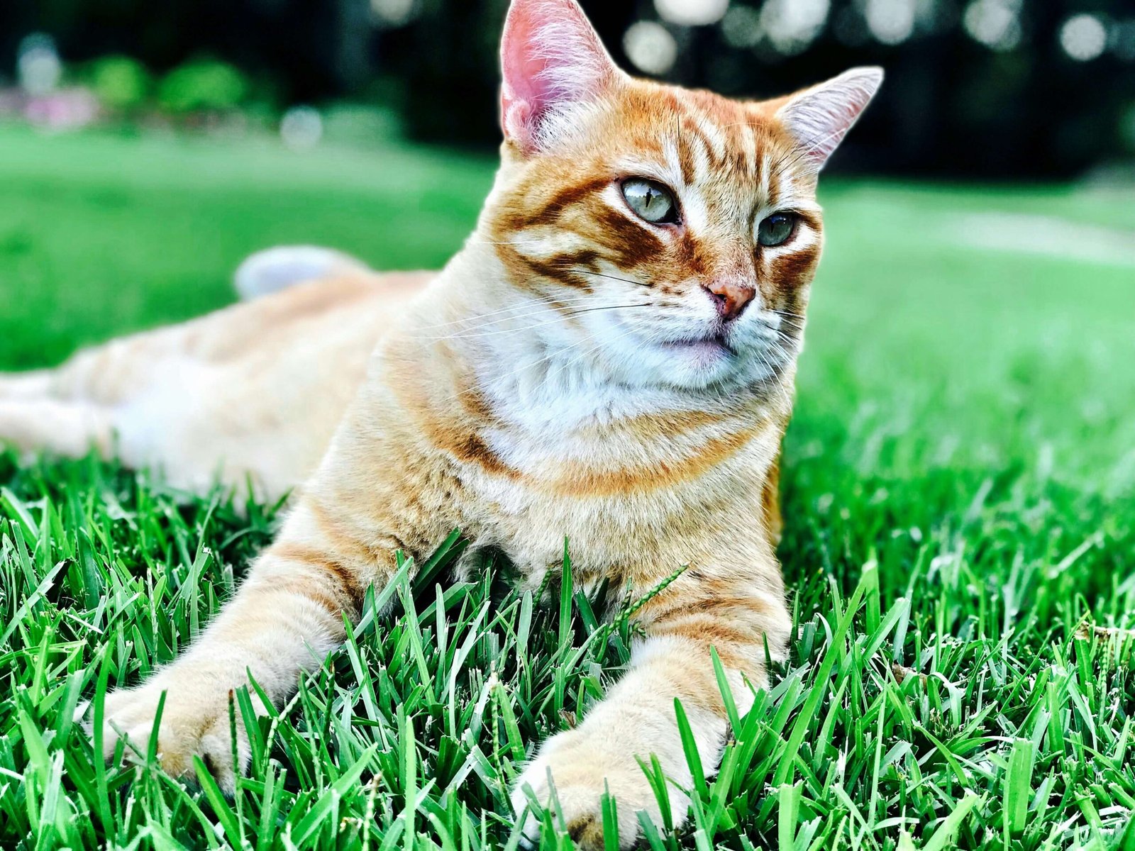 Signs Your Cat Is Accepting the New Kitten: Best 7 Tips!