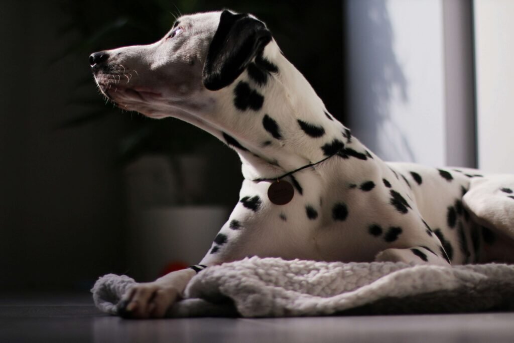 How to Use Dog Nail Clippers with Guard: Best 7 Tips!