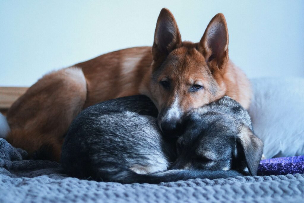 Why Does My Dog Sleep With Their Head Propped Up? Best 7 Tips