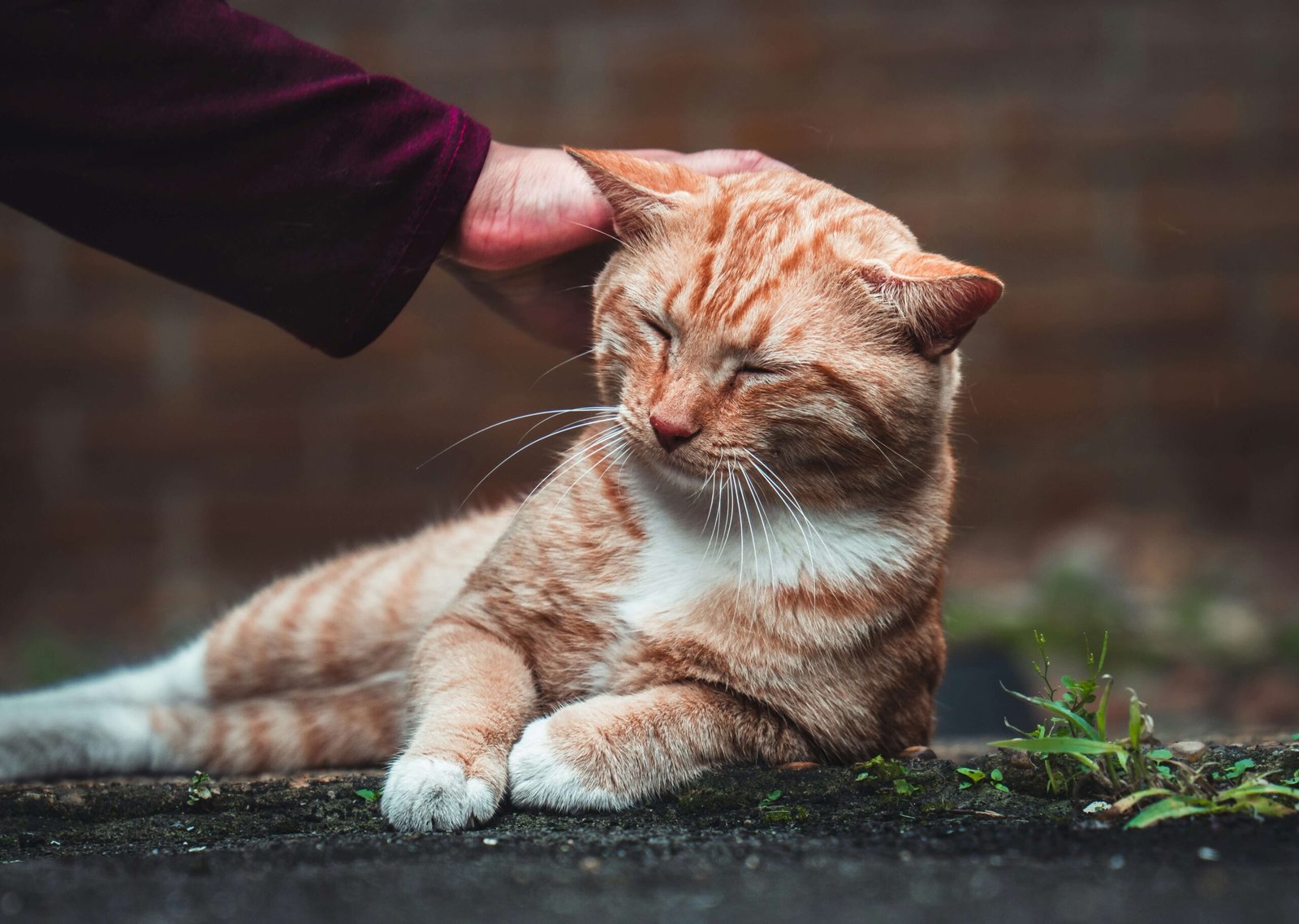 How to Use Diatomaceous Earth for Fleas: Best 7 Tips!