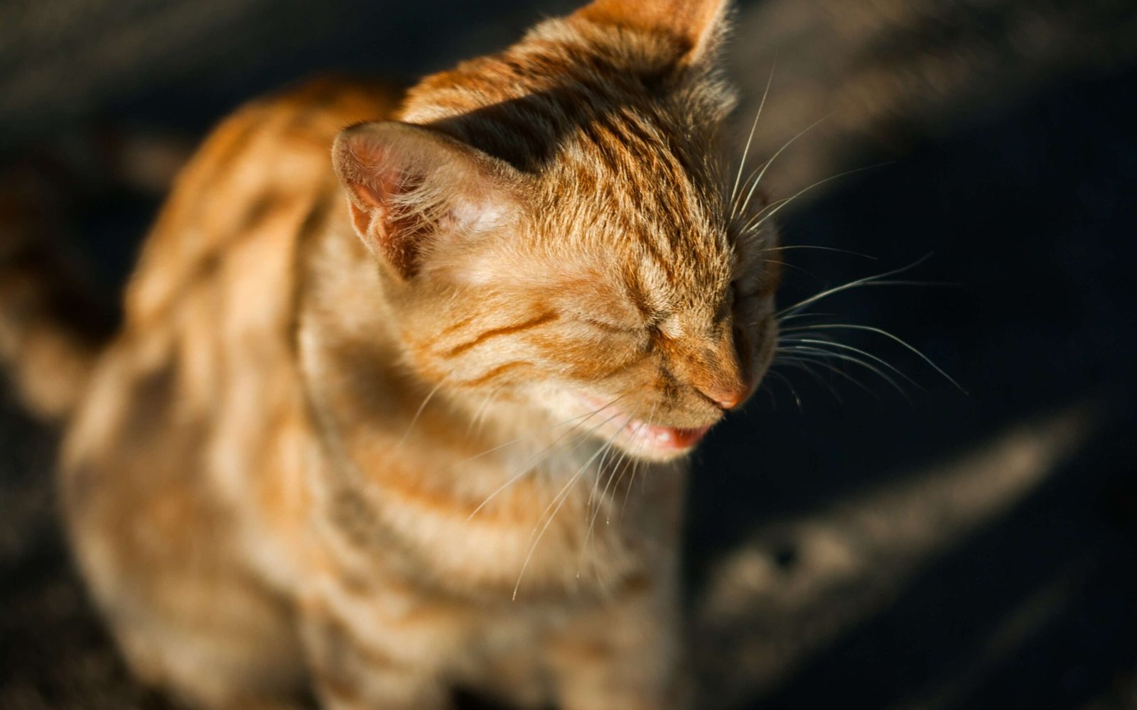 Why Did My Cat Lose His Voice? Best 7 Expert Tips!