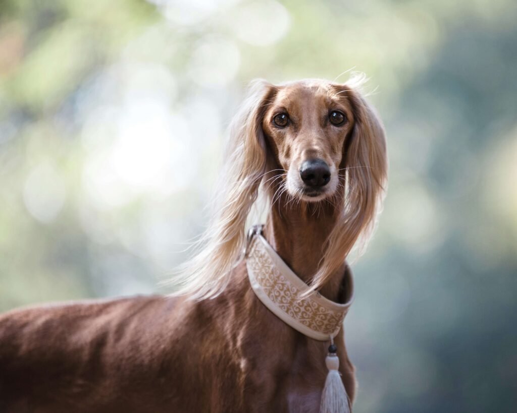 Saluki Dog Price: Best 7 Expert Tips!