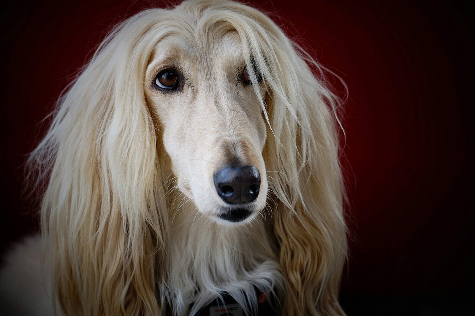 Human Dog Names for Male: Best 7 Expert Tips!