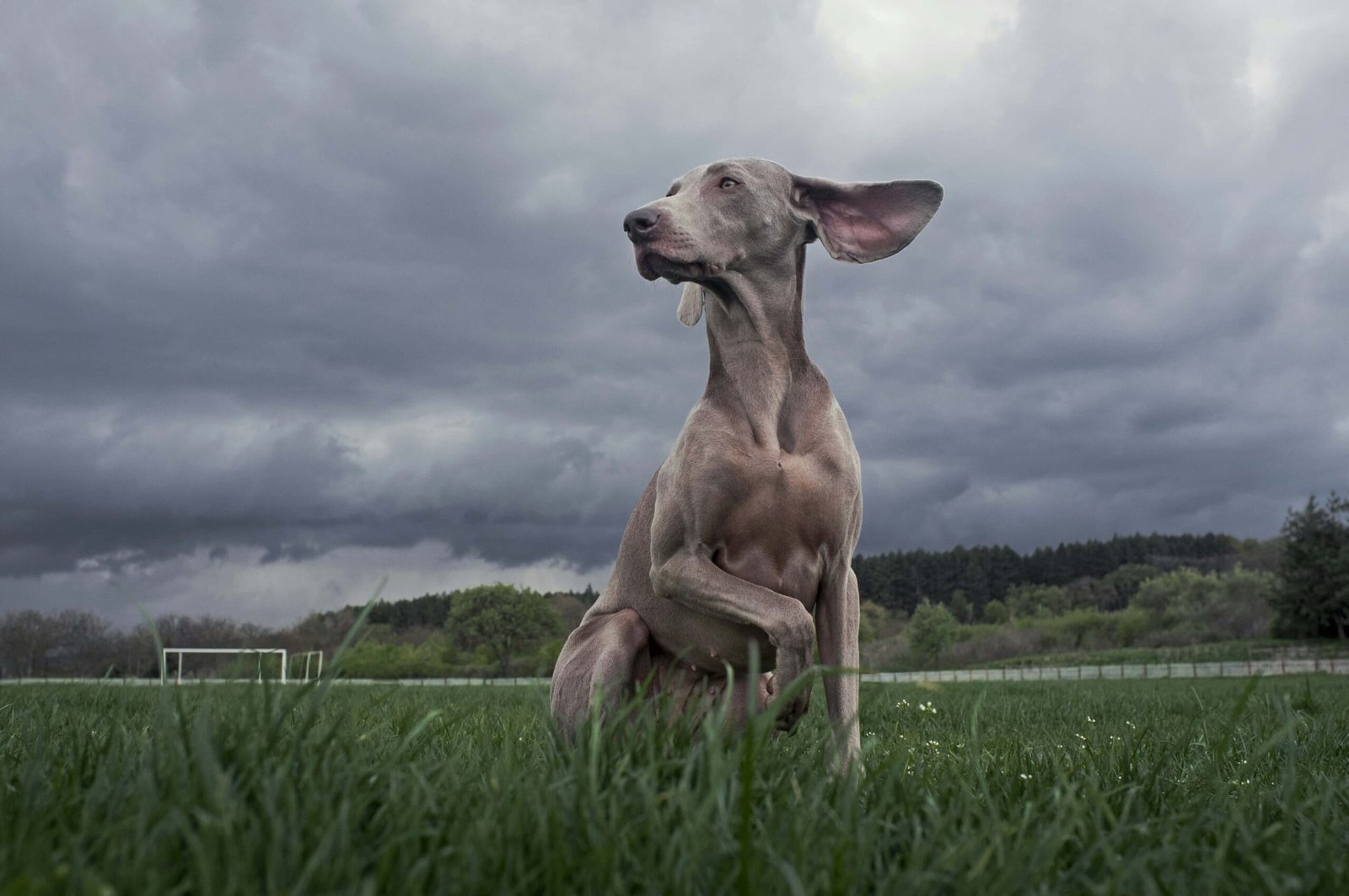 Understanding Melatonin Dosage for Dogs: Best 7 Expert Tips!