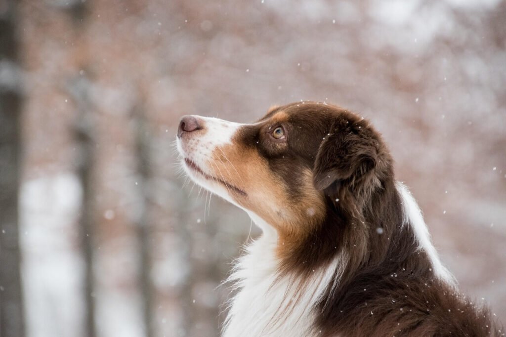 Can Dogs Eat Bread? Best 7 Health Tips!