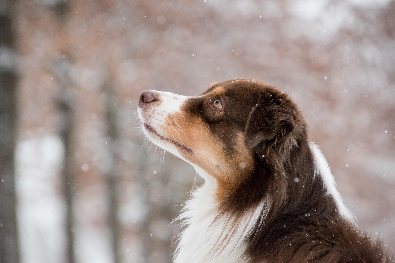 Can Dogs Eat Bread? Best 7 Health Tips!