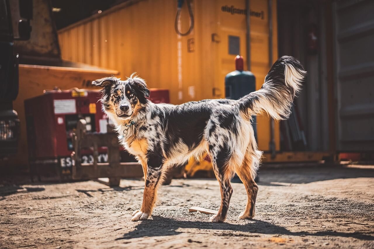 Can Dogs Eat Apple Cores? Best 7 Expert Tips!