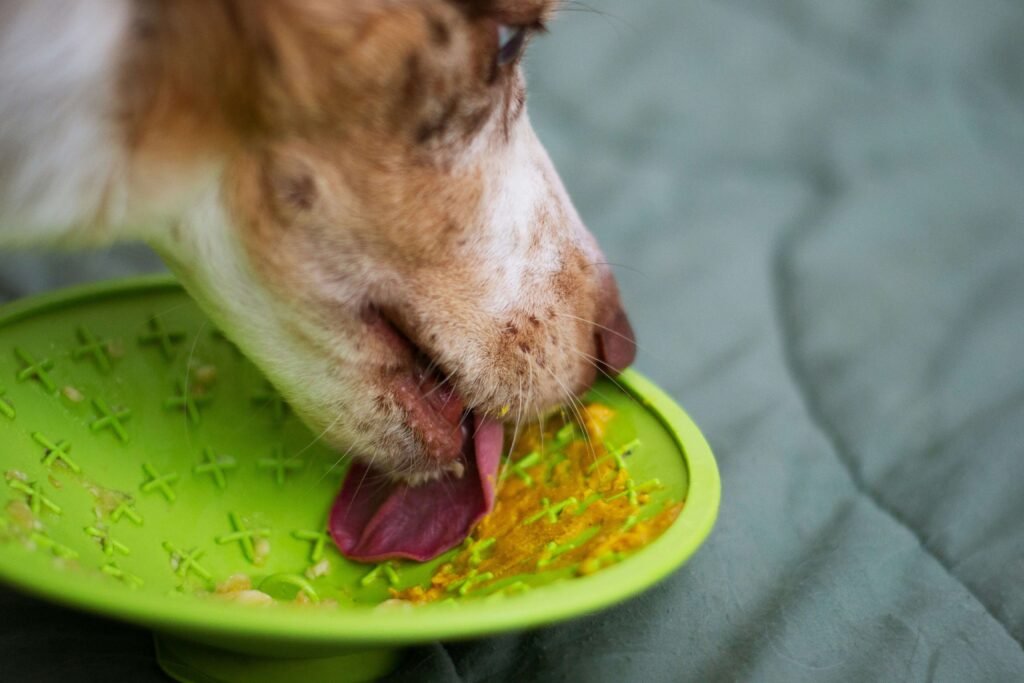Key Questions to Ask When Adopting a Dog: Best 7 Tips!