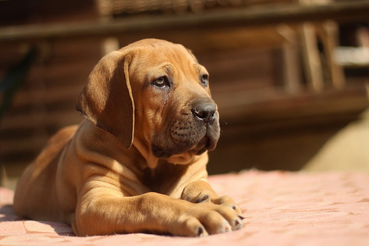 Why Is My Dog Not Eating Food But Will Eat Treats? Best 7 Tips