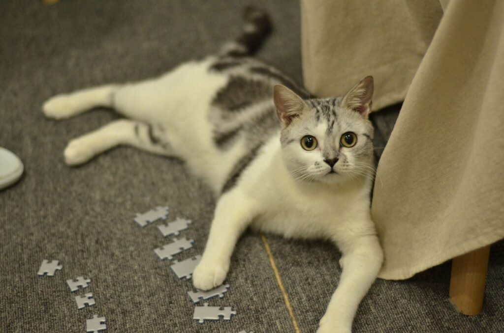 Can Cat Urine Kill You? Best 7 Expert Tips!