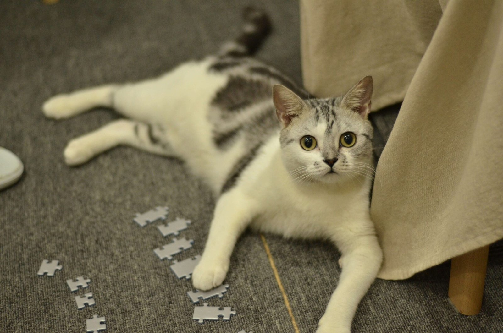 Can Cat Urine Kill You? Best 7 Expert Tips!