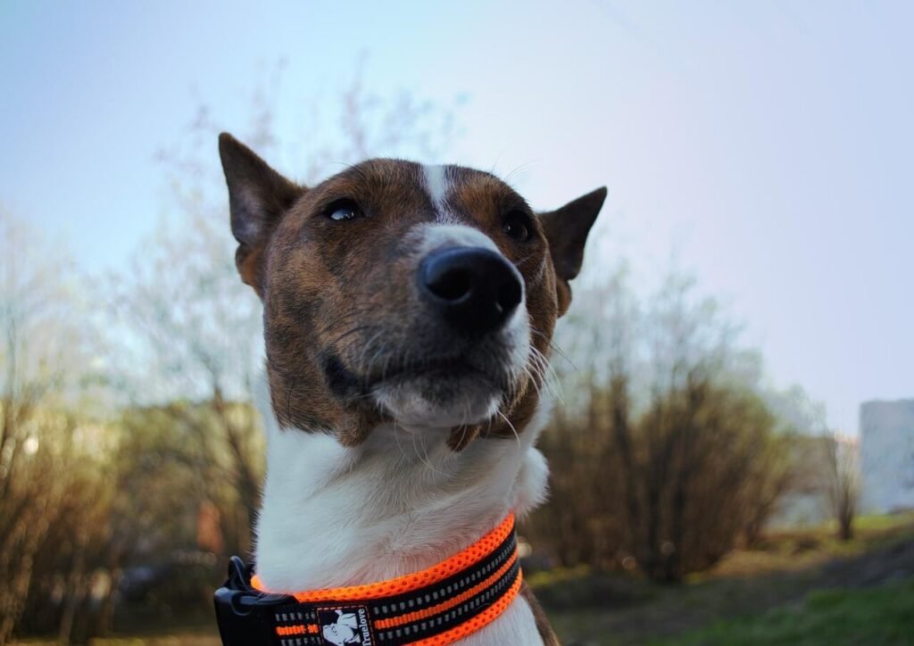 Salmon Dog Food Recipe: Best 7 Expert Tips!