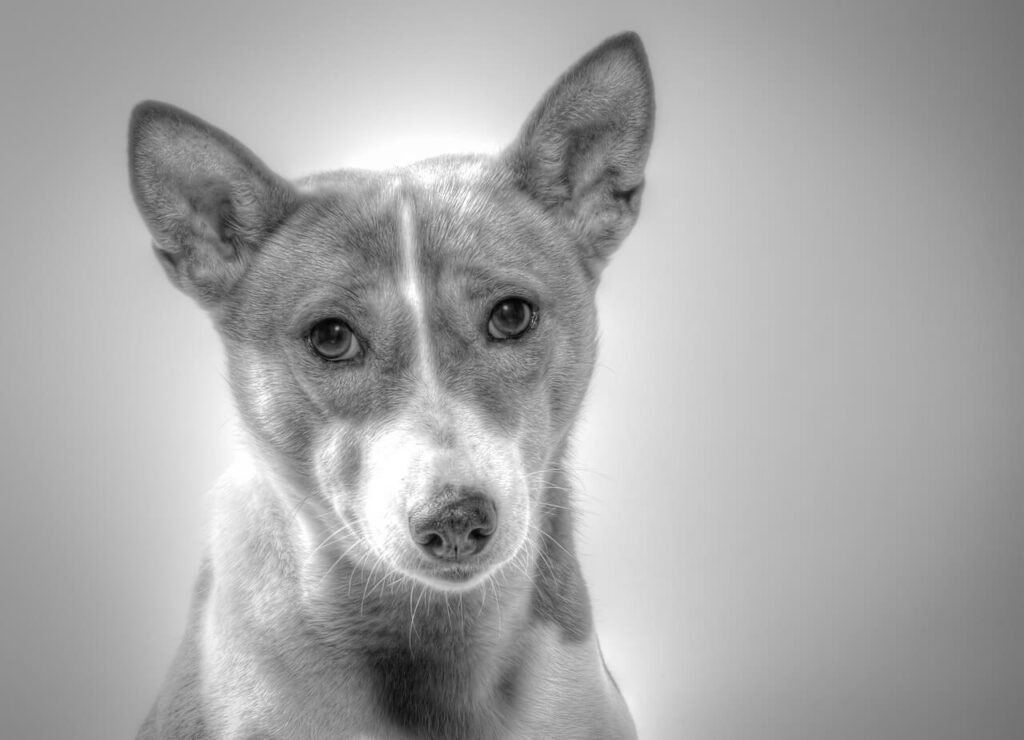 How to Cook Salmon for Dogs: Best 7 Expert Tips!