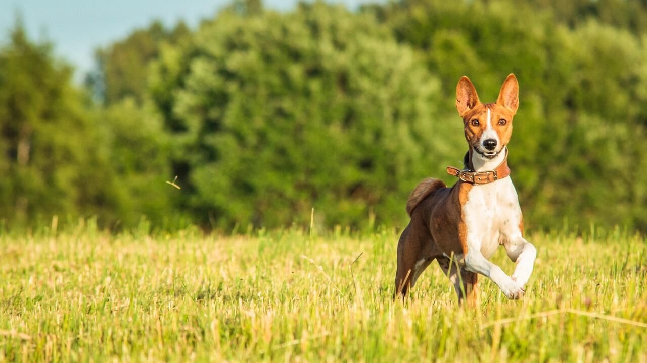 What to Do If Your Dog Ate a Banana Peel: Best 7 Tips!