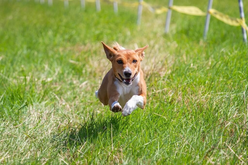 Can Animal Control Take My Dog? Best 7 Expert Tips!