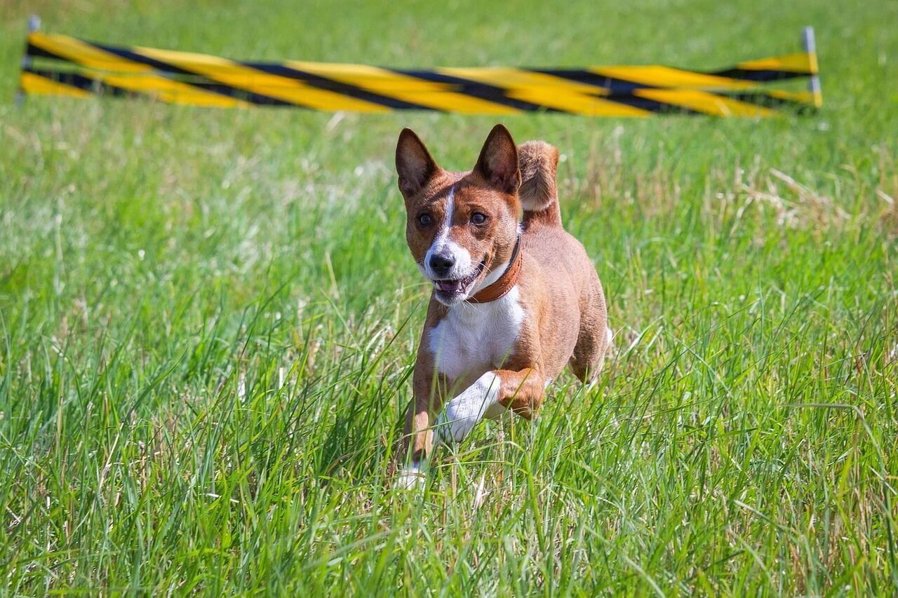 Can Dogs Have Raspberries? Best 7 Health Tips!