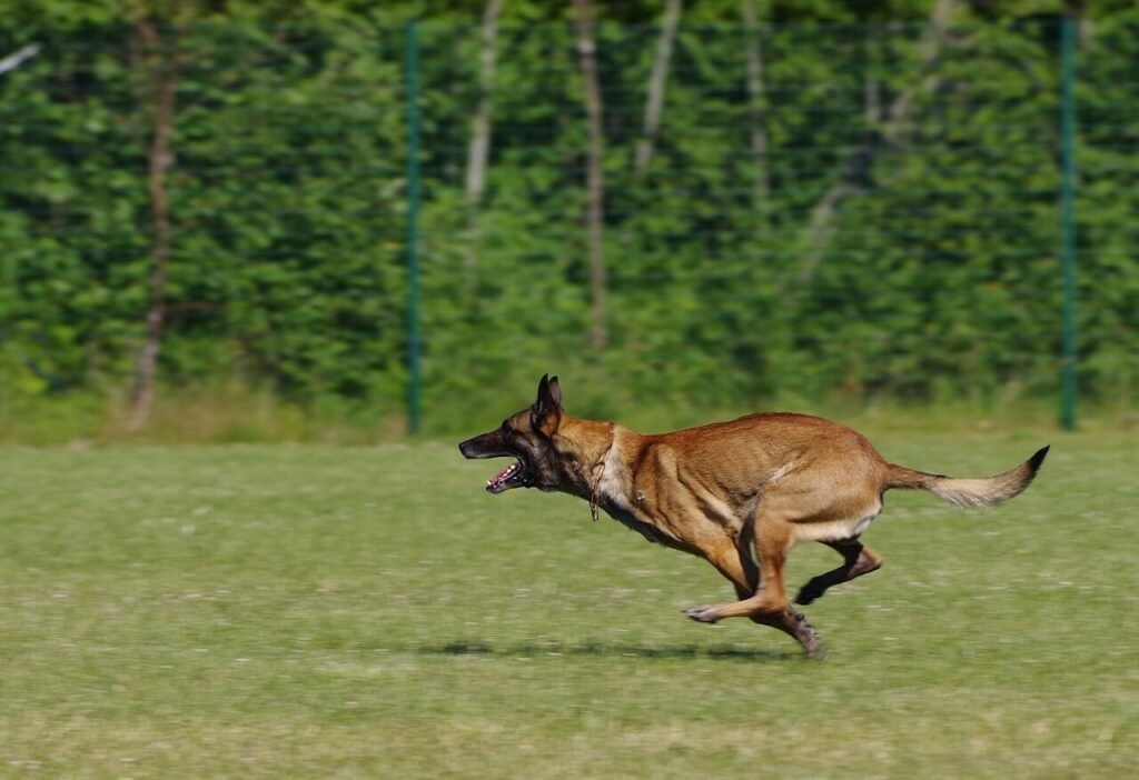 Debarking a Dog: Best 7 Health Tips!