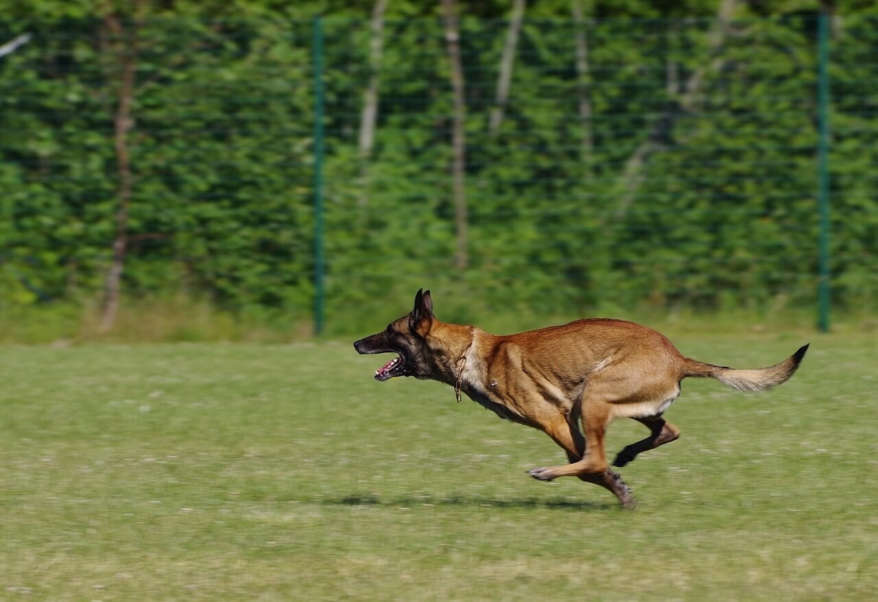 Debarking a Dog: Best 7 Health Tips!
