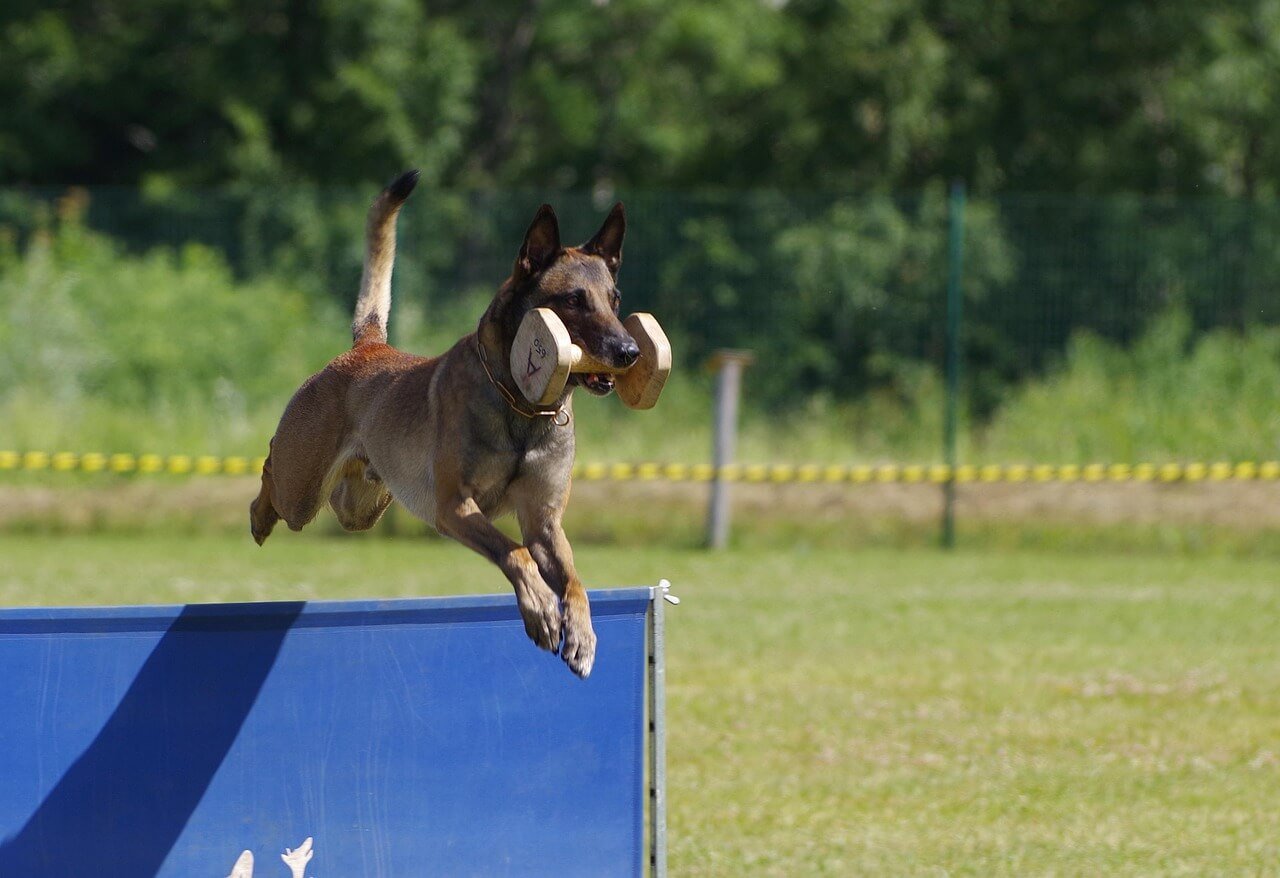 Understanding Happy Dog Syndrome: Best 7 Expert Tips!