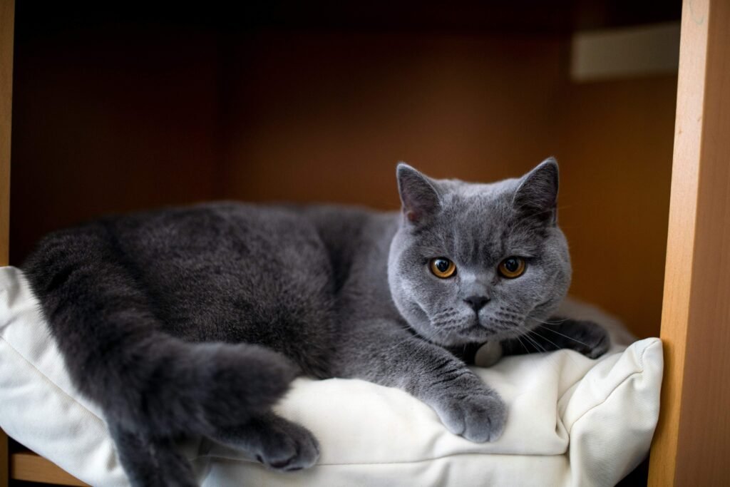 Low Maintenance Cat Breeds: Best 7 Expert Tips!