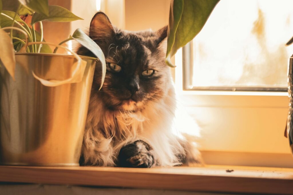 Why Do Cats Blink at You? Best 7 Expert Tips!
