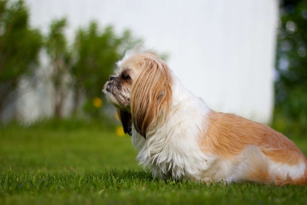 Best Way to Get Dog Hair Off Clothes: Best 7 Expert Tips!