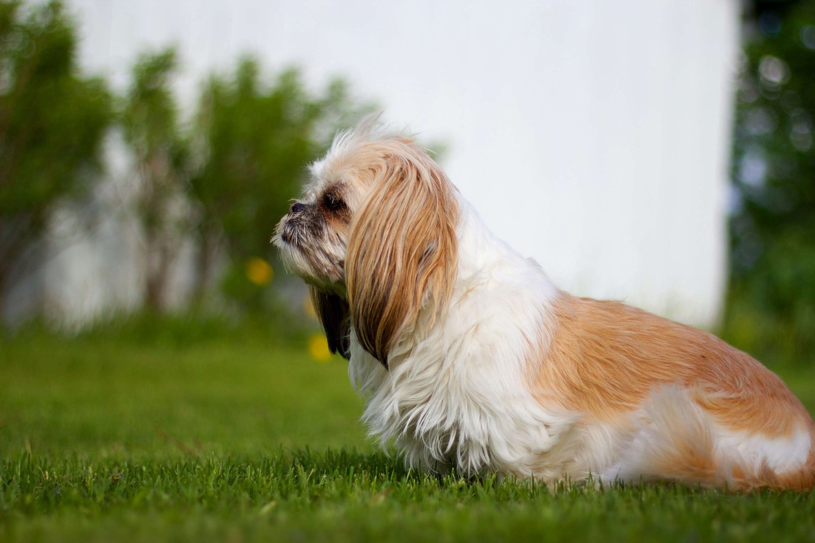 Best Way to Get Dog Hair Off Clothes: Best 7 Expert Tips!