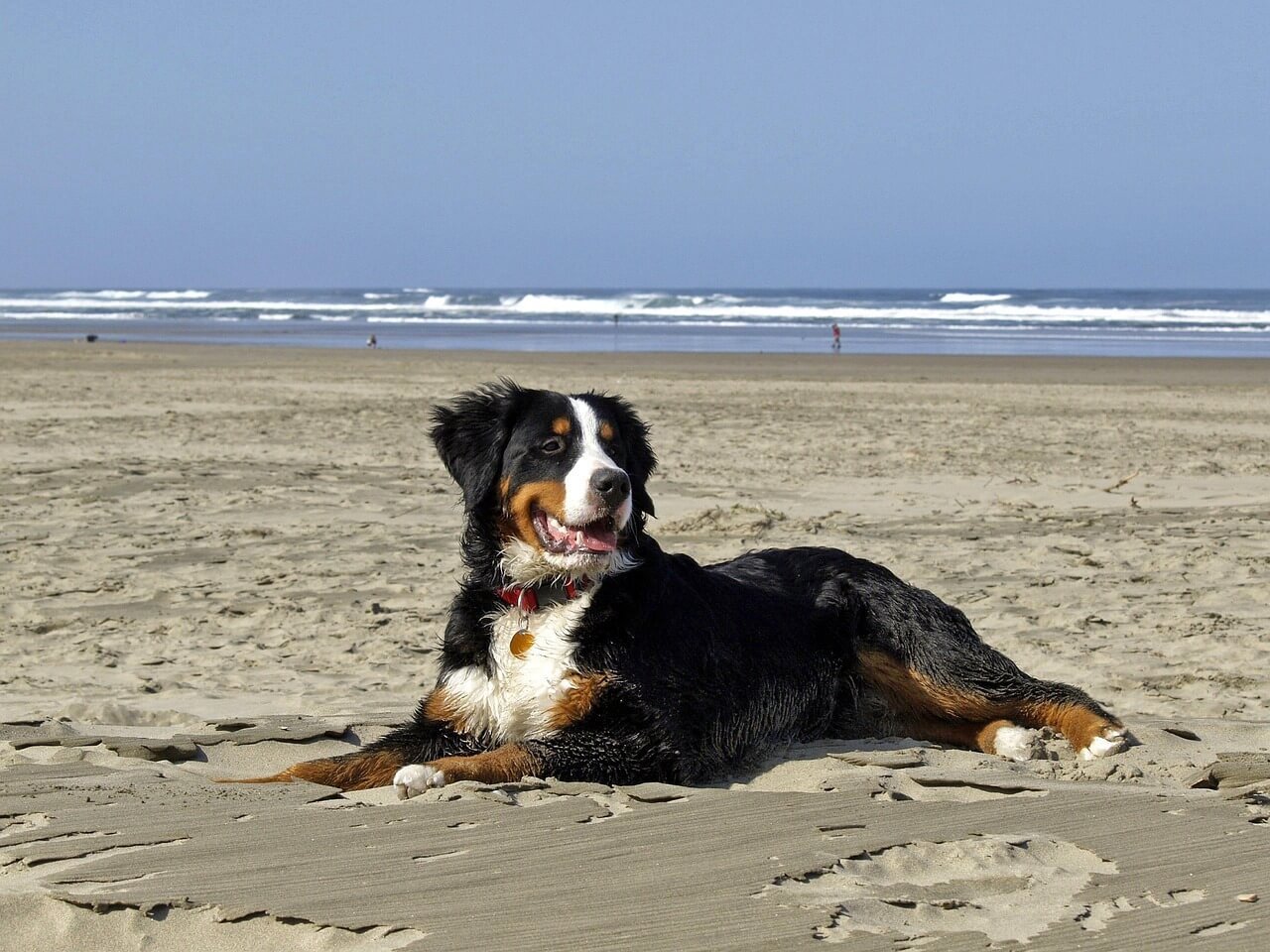 Can Dogs Get Mosquito Bites? Best 7 Health Tips!