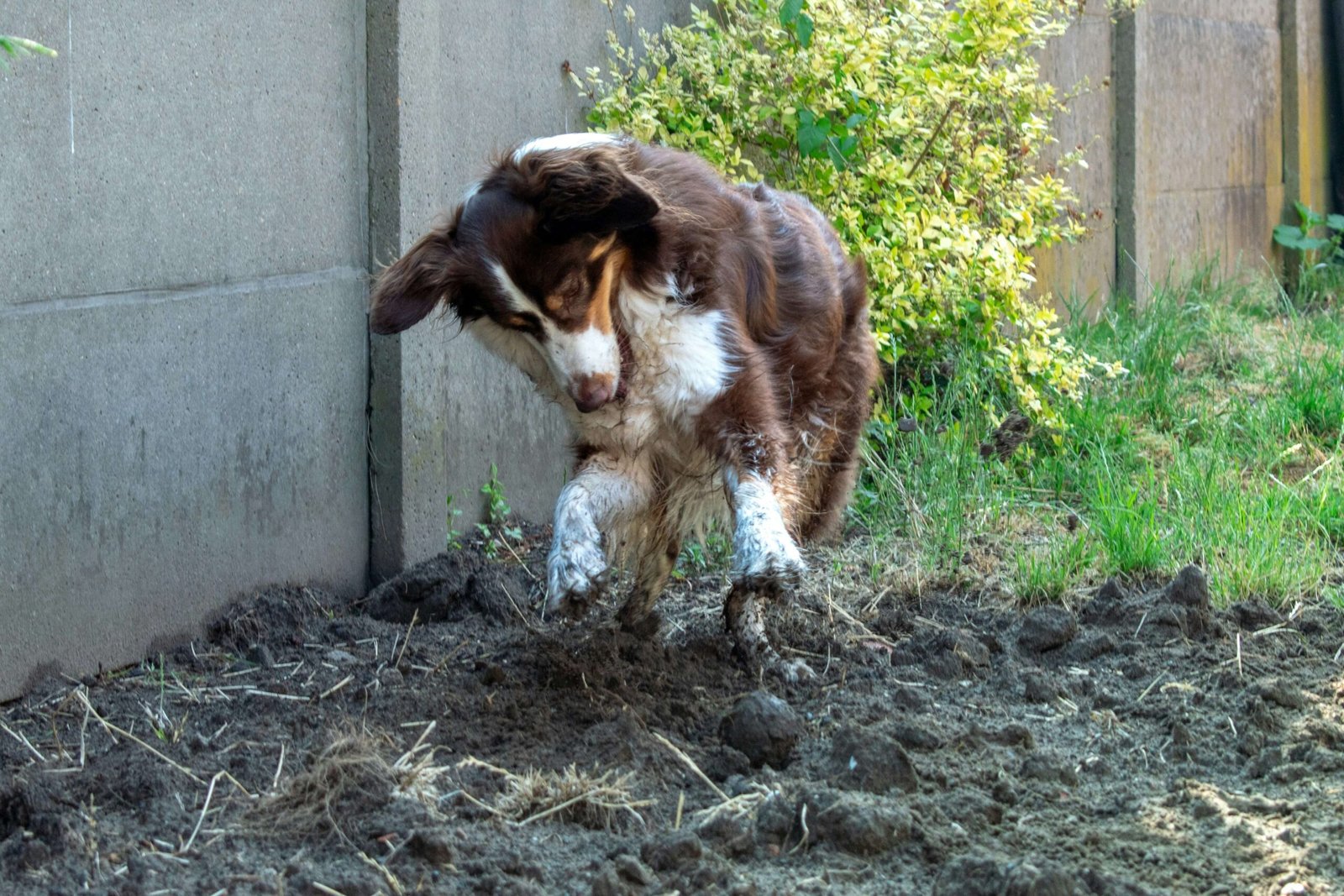 Understanding a Broken Dog Paw: Best 7 Health Tips!
