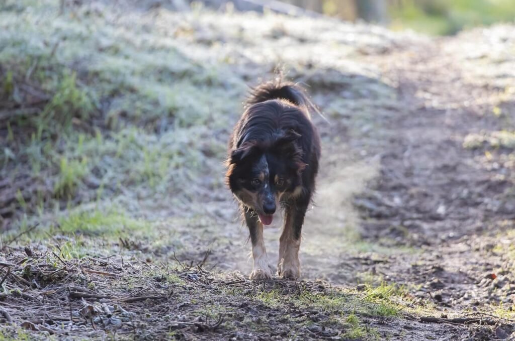 The English Shepherd Dog: Best 7 Expert Tips!