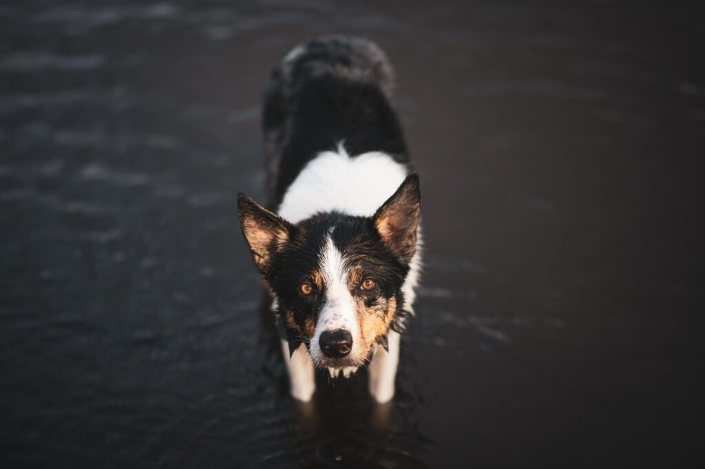 Dog Coughing Up Blood: Best 7 Health Tips!