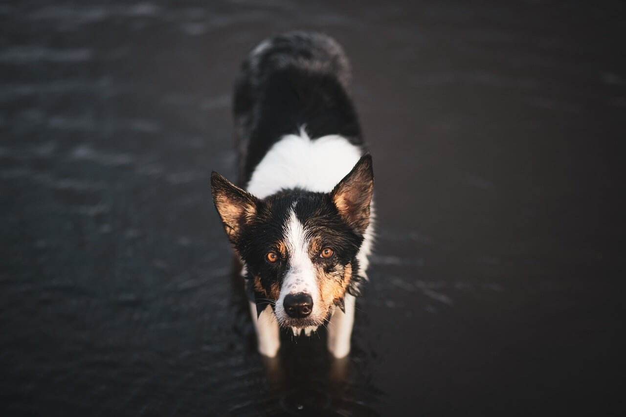 Dog Coughing Up Blood: Best 7 Health Tips!